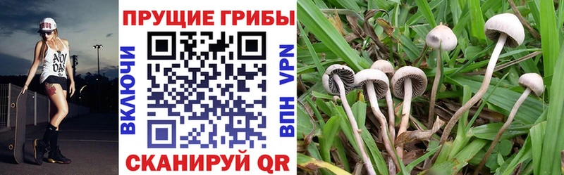 Псилоцибиновые грибы MAGIC MUSHROOMS  даркнет клад  Макаров 